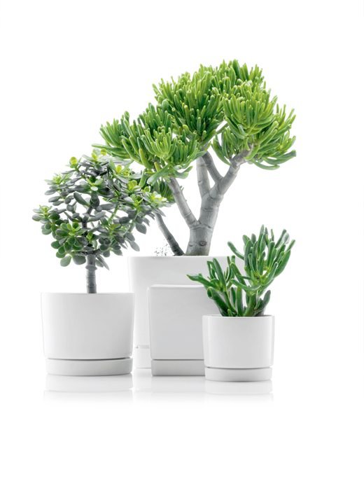 Delightful Indoor Decorative Plant Pots ... Planters, Indoor Decorative Plant Pots Ceramic Flower Pots Small Three White Pot : Extraordinary Indoor ...