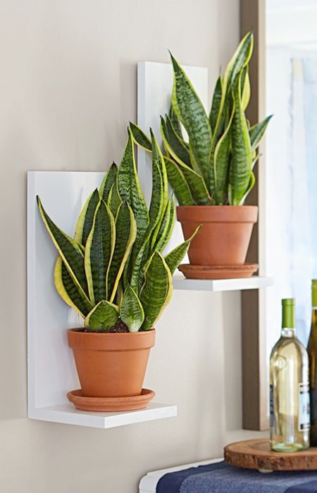  Indoor Wall Mounted Plant Holders Bring Sansevieria To Eye Level With Easy To Make Two Board Wall Planters · Hanging Plant DiyIndoor ...