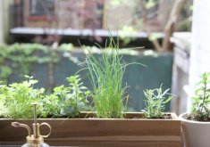 apartment herb garden