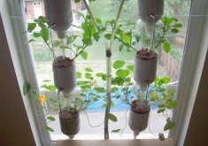 hydroponic window garden diy
