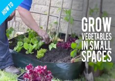 how to grow garden