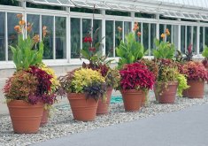 outdoor plant arrangements