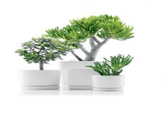 indoor decorative plant pots