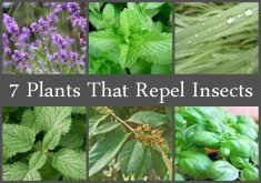Lovely Indoor Plants Mosquito Repellent Natural Living Ideas