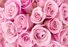 Nice Pink Roses Wallpaper Special Pink Roses