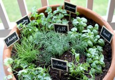 starting an herb garden